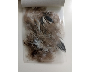 CDC Duck Tail Feathersl,Natural