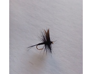 Black Gnat #16