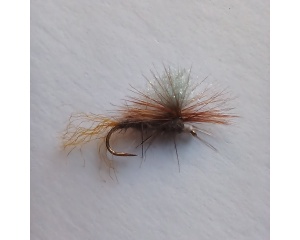 Hatching Adams #12