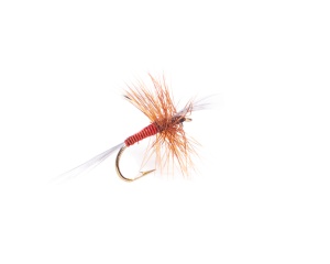 Houghton Ruby #14