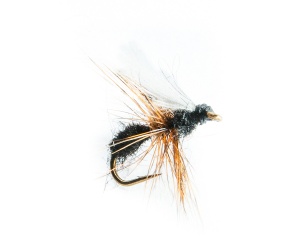 Black Ant #14