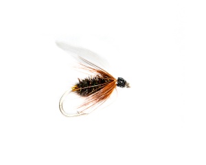 Coachman #12